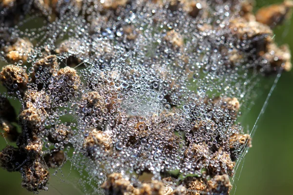 Telaraña con gotas de agua —  Fotos de Stock