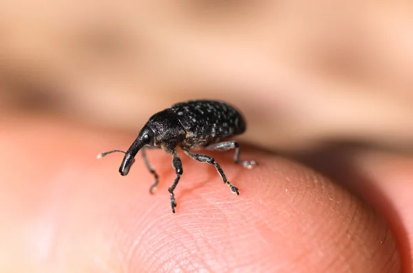 Small elephant beetle — Stock Photo, Image