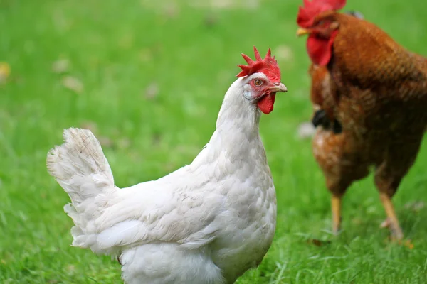 White chicken walking on green field — Stock Photo, Image