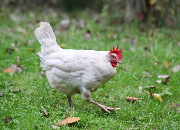 Белая курица ходит по зеленому полю — стоковое фото