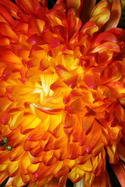 Crisantemo rojo — Foto de Stock