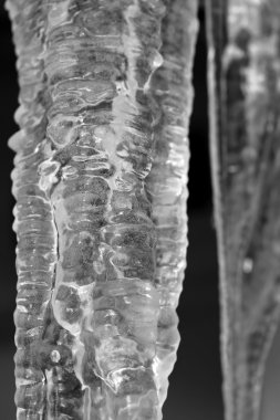 Icicle portre