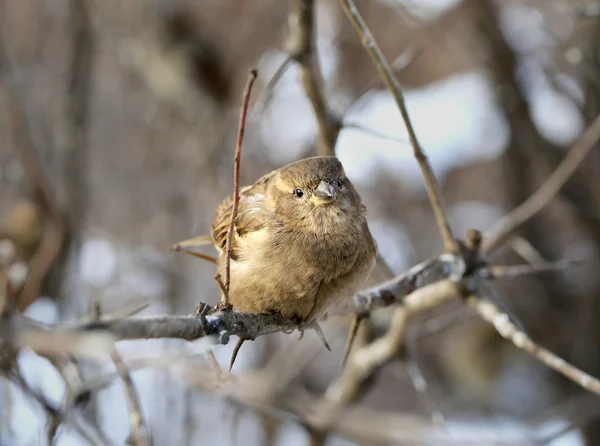 Little bird sparrow — Stock Photo, Image