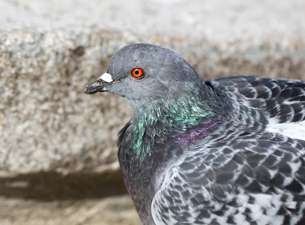 階段の上に座ってセザール鳩 — ストック写真