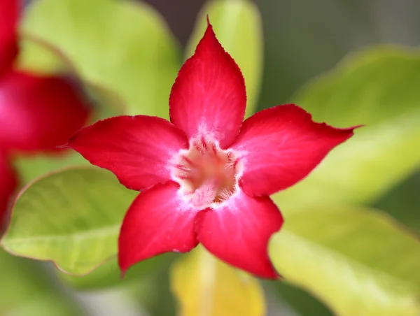 Rote Blume — Stockfoto