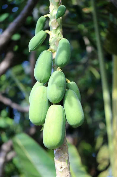 Green fruit — Stock Photo, Image