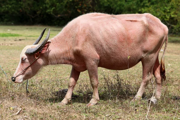 Vörös tehén — Stock Fotó