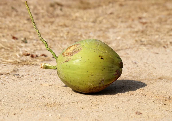 Kokosnoot op het zand — Stockfoto