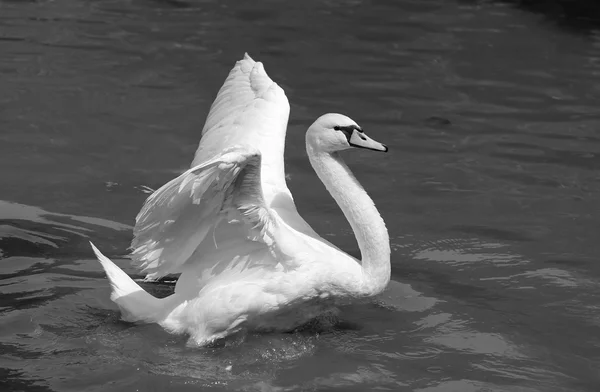 Weißer Schwan — Stockfoto