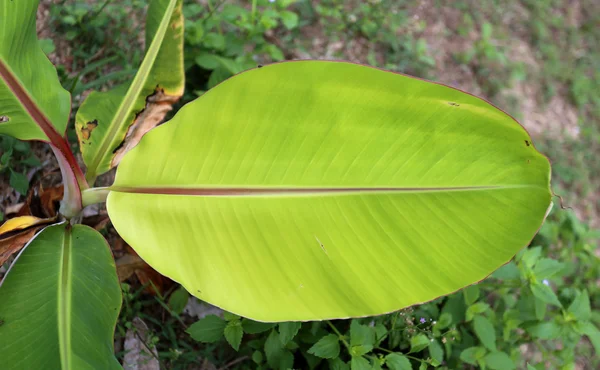 Textuur van een groen blad — Stockfoto