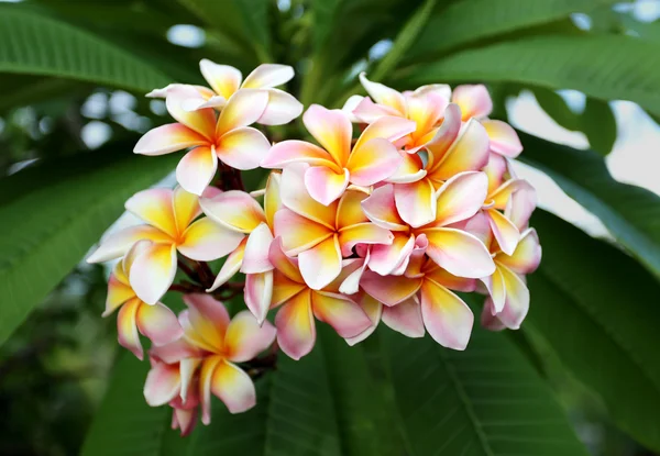 Flor vermelha — Fotografia de Stock