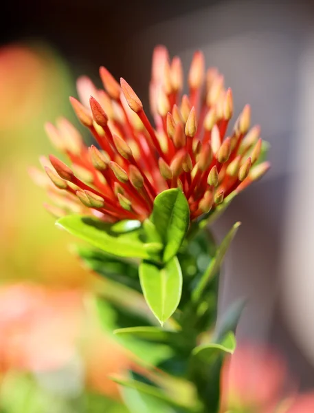 Flor vermelha — Fotografia de Stock