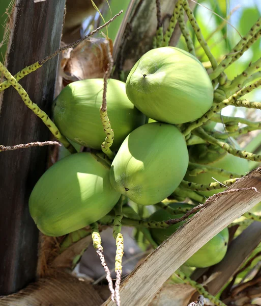 Groene kokosnoten — Stockfoto