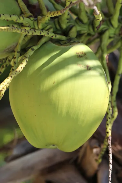 Groene kokosnoot — Stockfoto