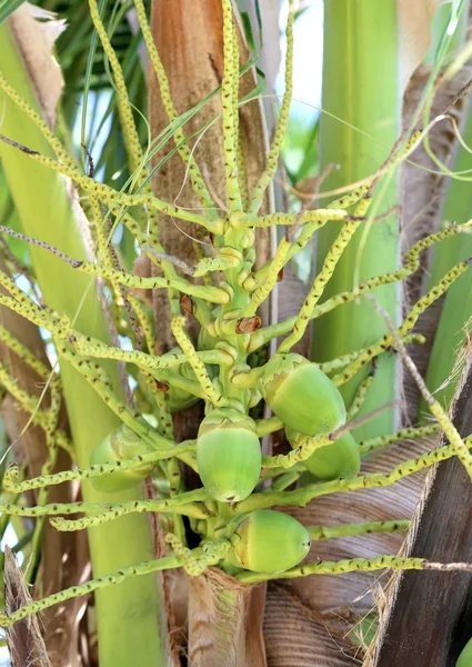 Groene kokosnoten — Stockfoto