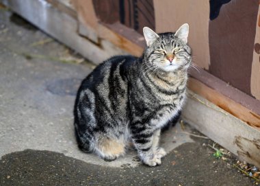 Güzel gri kedi yerde oturuyor. Yakından çekilmiş.