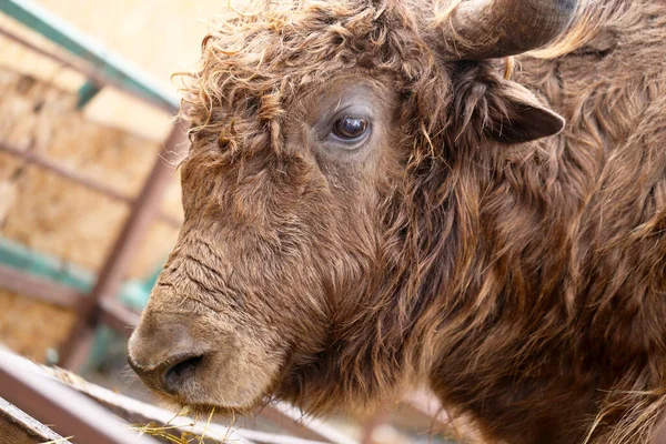 Gyönyörű portré egy tehén állat nagy Yak artiodactyl emlős — Stock Fotó