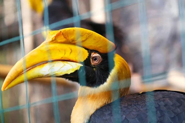 Two-horned kalao with a large large beak photographed — Stock Photo, Image