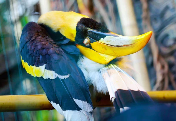 Two-horned kalao with a large large beak photographed — Stock Photo, Image