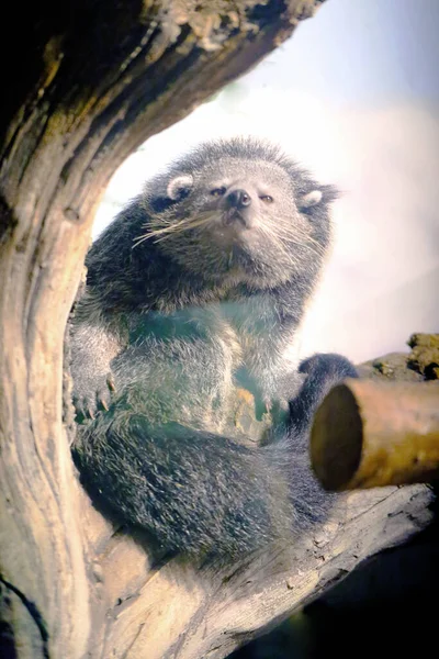 Binturong is a mammal of the viverra family of the order — Stock Photo, Image