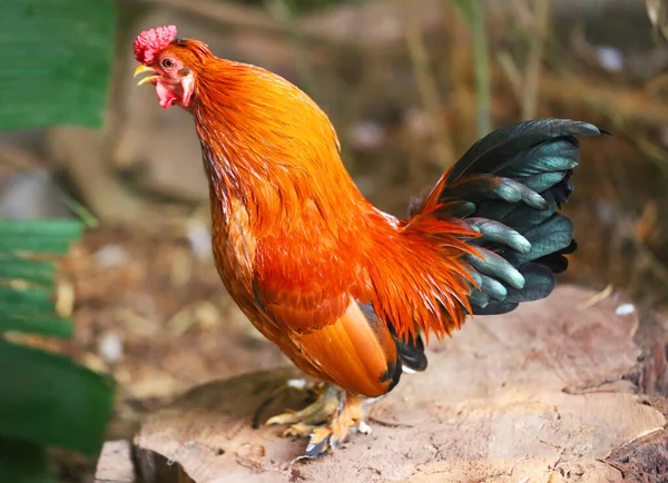 Beautiful multicolored red rooster stands on a stump — Stock Photo, Image
