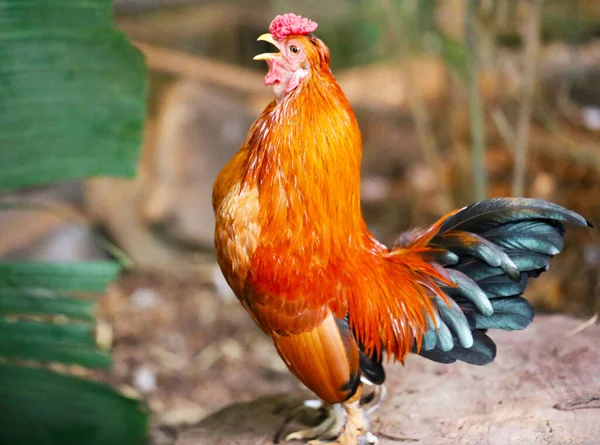 Mooie veelkleurige rode haan staat op een stomp — Stockfoto