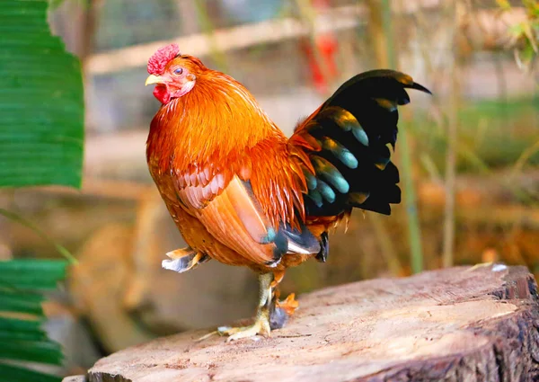 Beautiful multicolored red rooster stands on a stump — Stock Photo, Image