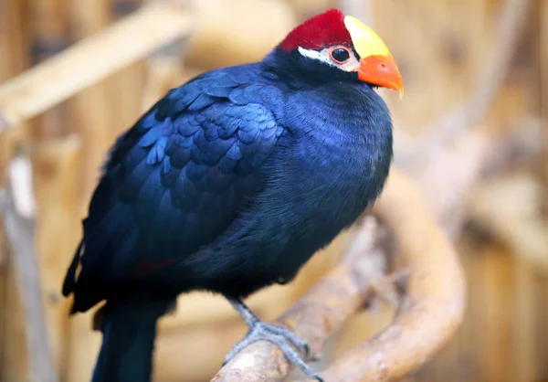 赤い頭をした美しい青い鳥相の種 — ストック写真