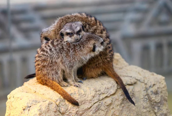 Mooie stokstaartjes knuffelen zittend op een rots — Stockfoto