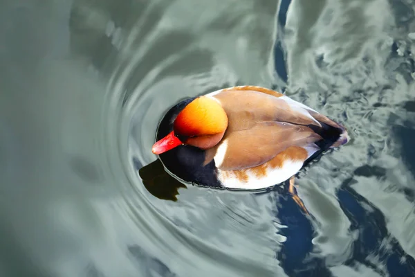 Mooie eend met een rode kop en snavel zwemt op het water — Stockfoto