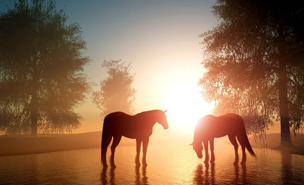 O cavalo . — Fotografia de Stock