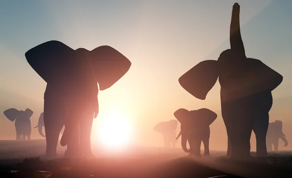 Elefanti. — Foto Stock