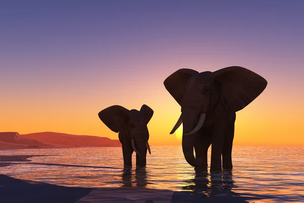 Éléphants sur la plage . — Photo