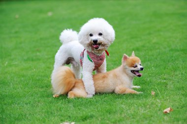 Bichon frise ve pomeranian köpek