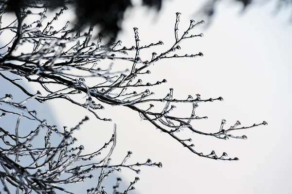 Icy tree branches — Stock Photo, Image