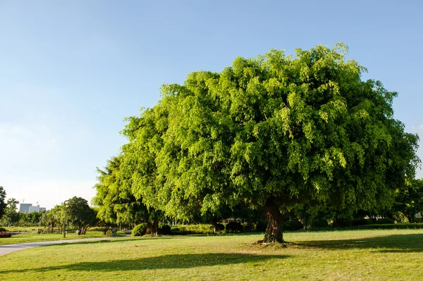 Banyan tree in the park — Stock Photo, Image