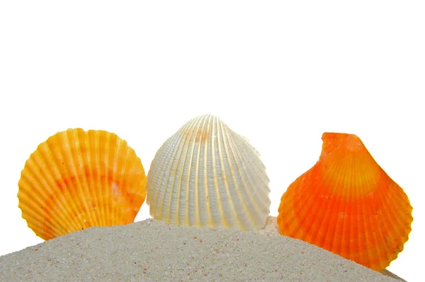 砂の上の貝殻mušle na písku — Stock fotografie