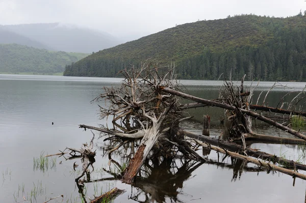 Spasione drzewo żyje w jeziorze — Zdjęcie stockowe