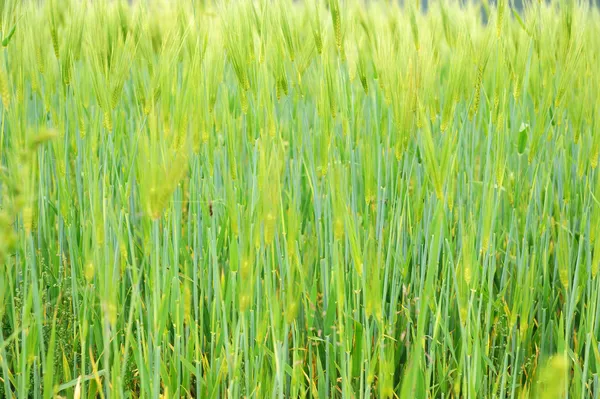Fringe of highland barley — Stock Photo, Image