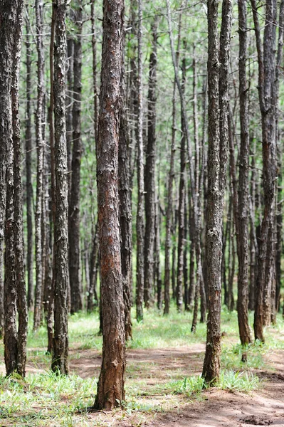 Forêt de pins — Photo