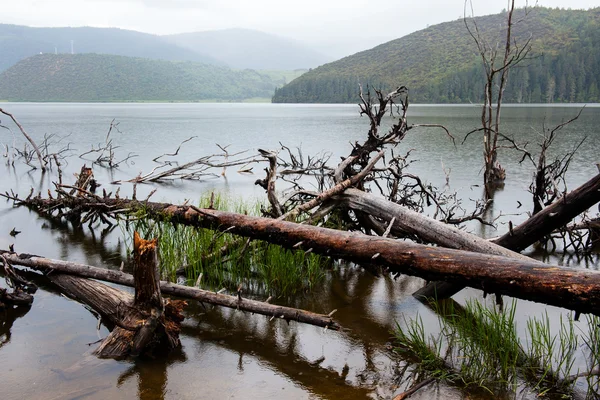 Umgestürzter toter Baum im See — Stockfoto