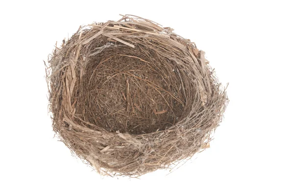 Vogel nest — Stockfoto