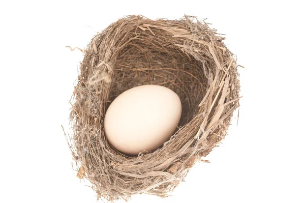 Fågelbo och ägg — Stockfoto