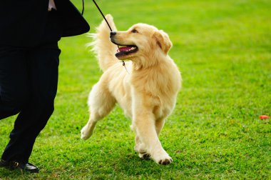 köpeğiyle oynayan usta