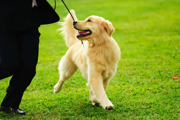 Maestro jugando con su perro — Foto de Stock