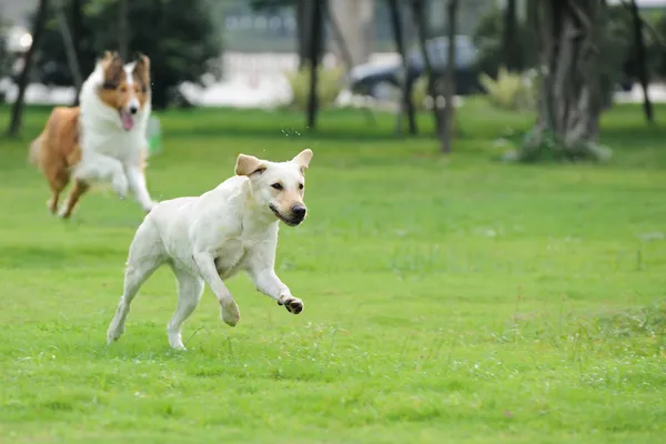 Dos perros persiguiendo Fotos de stock libres de derechos