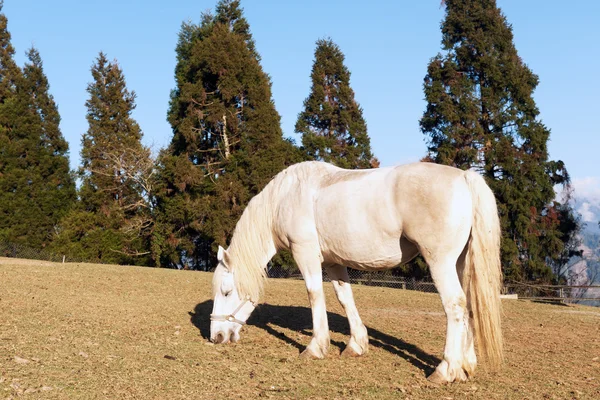 Horse grazing — Stock Photo, Image