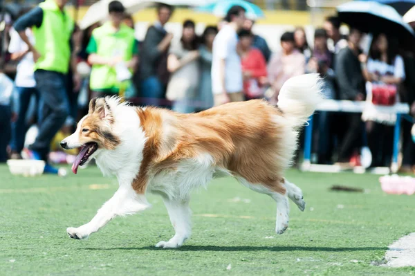 Collie cão correndo — Fotografia de Stock