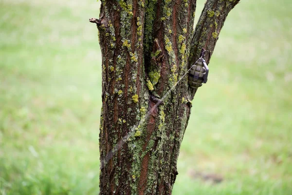 Landmine Booby Trap Ied Made Hand Grenade Tripwire Installed Tree — Stockfoto