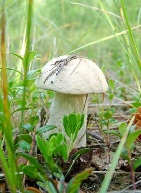 Yalnız mantar çörek